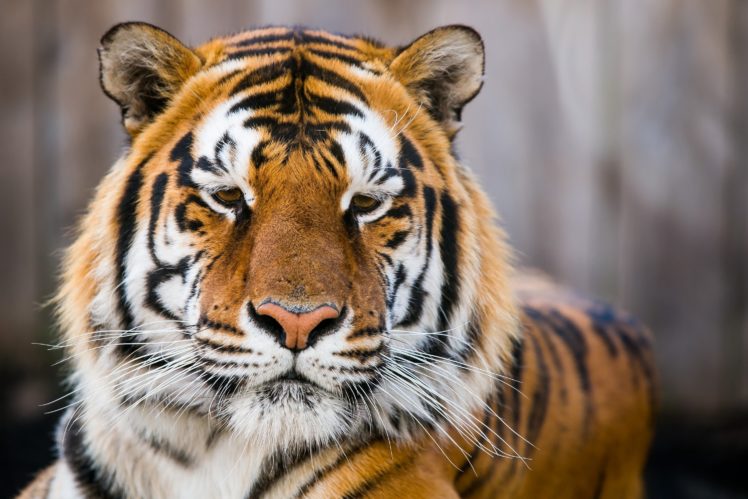 tiger, Wild, Cat, Predator, Face HD Wallpaper Desktop Background