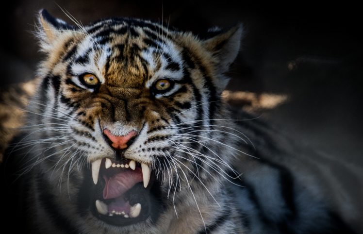 animal, Tiger, Growling HD Wallpaper Desktop Background