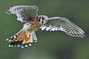 bird, Flying, Wings, Falcon, Kestrel, Sparrow