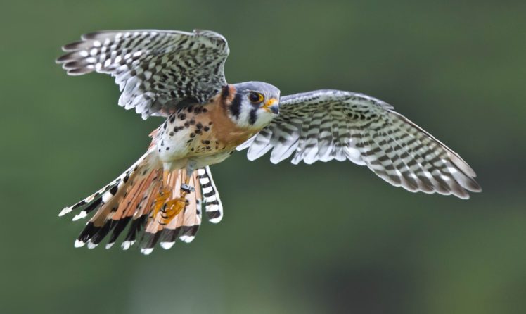 bird, Flying, Wings, Falcon, Kestrel, Sparrow HD Wallpaper Desktop Background