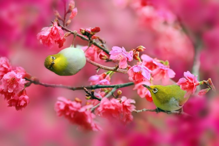 birds, Japanese, White eye, Cherry, Cherry, Flowers, Pink, Branches, Nature HD Wallpaper Desktop Background