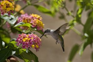 birds, Hummingbird