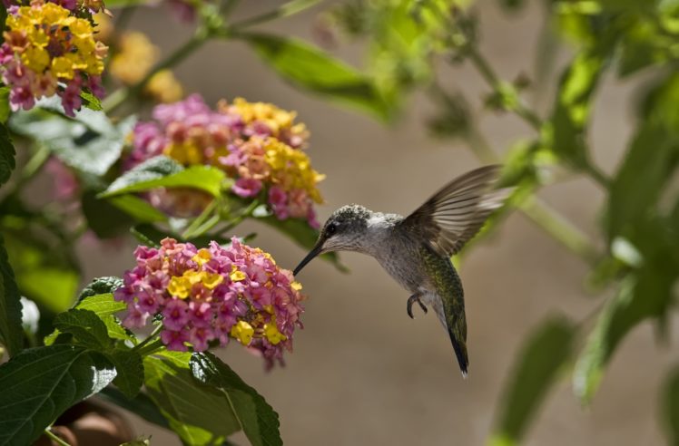 birds, Hummingbird HD Wallpaper Desktop Background