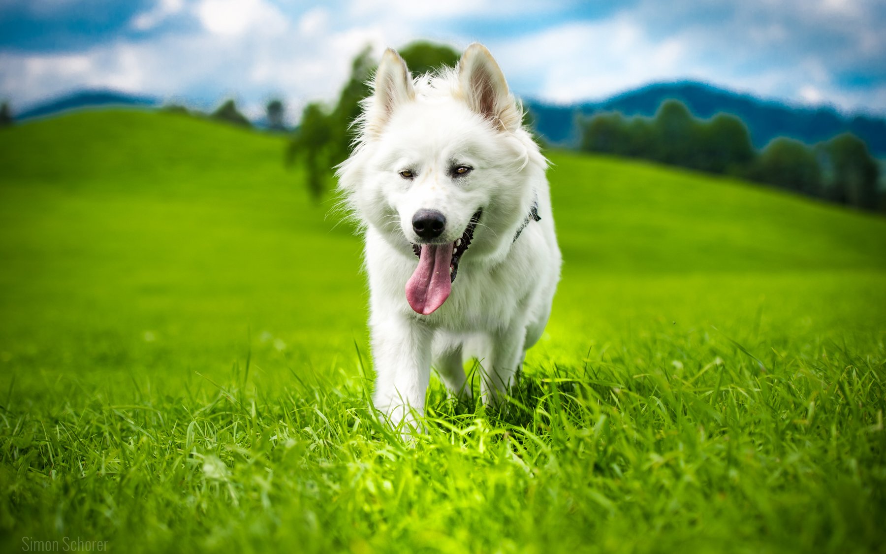 dog, Grass Wallpaper