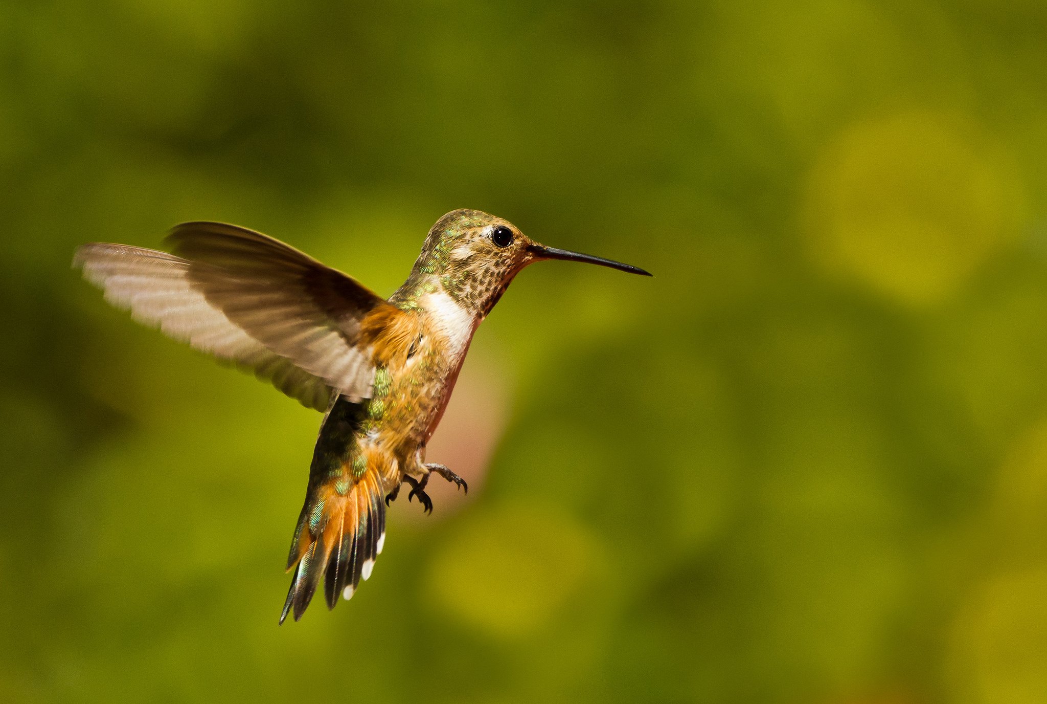 hummingbird Wallpaper