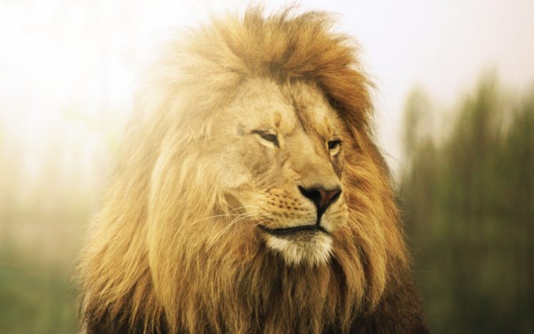 lion, Beast, King HD Wallpaper Desktop Background