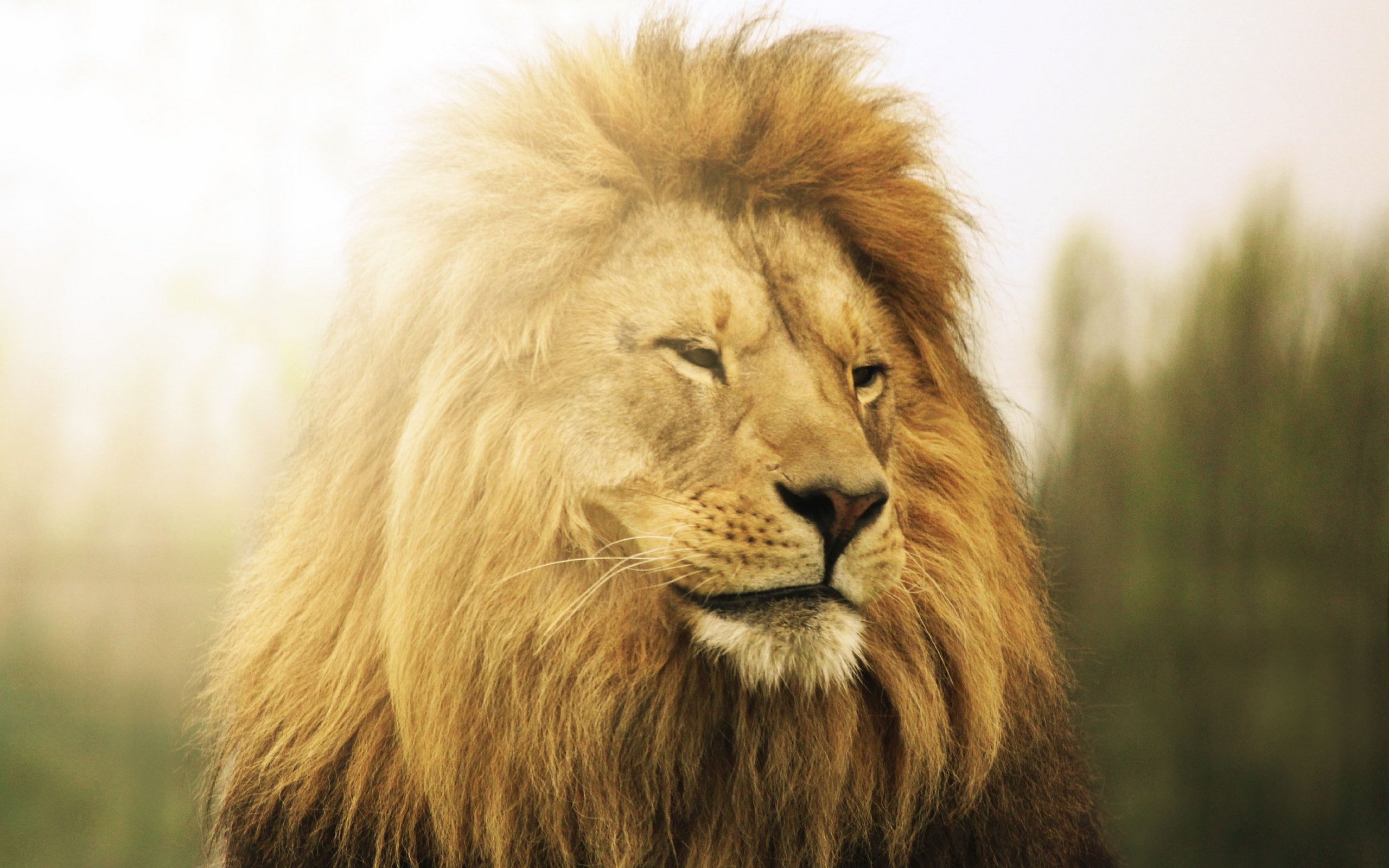 lion, Beast, King Wallpaper