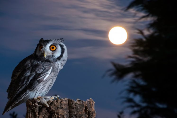 owl, The, Moon, The, Night, Bird HD Wallpaper Desktop Background
