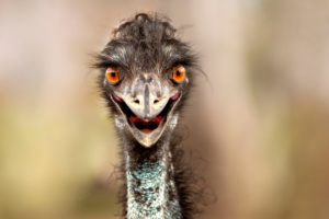 ostrich, Beak, Eyes