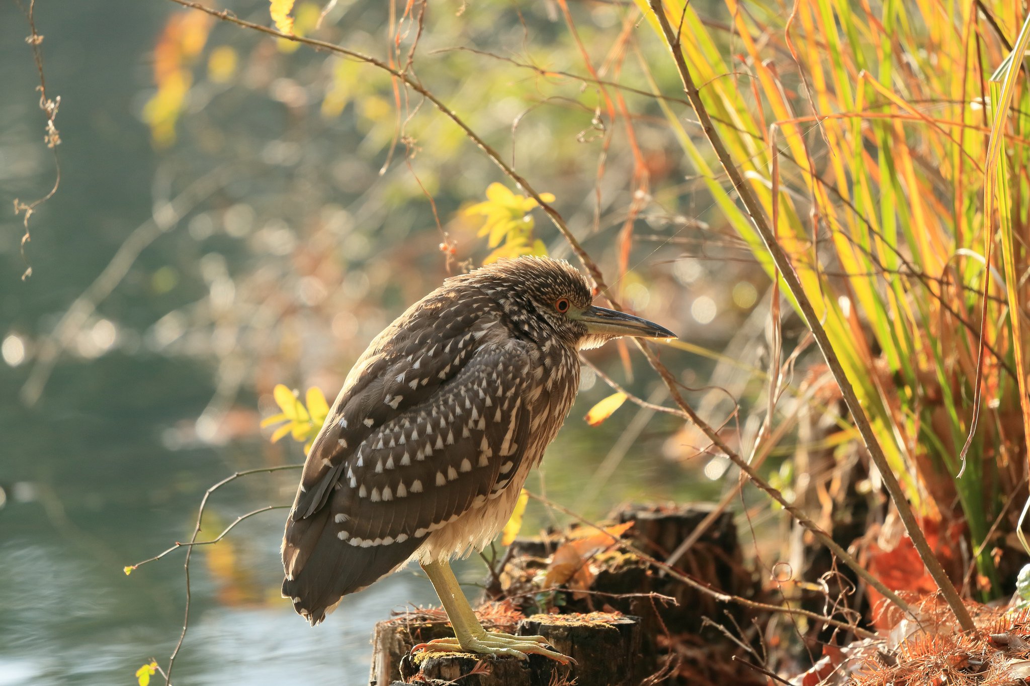 pond, Grass, Branches, Stumps, Bird, Heron Wallpaper