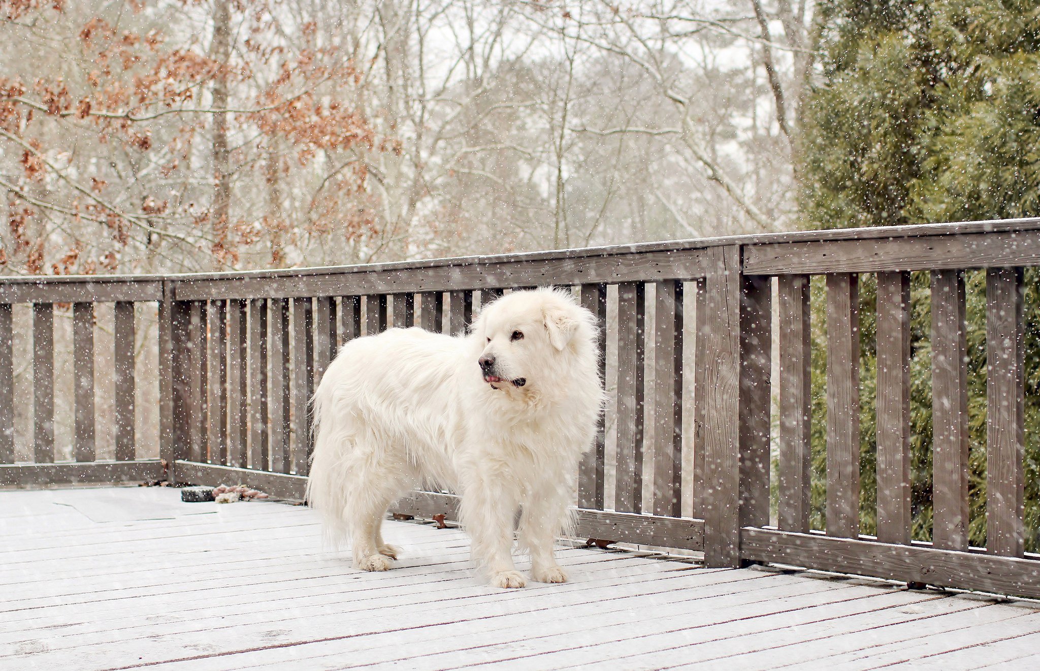snow, Dog, Winter, White, Fence Wallpaper