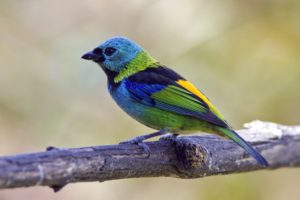tanagra, Tangara, Cyanocephala, Birds