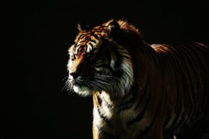 tiger, Wild, Cat, Face, Light