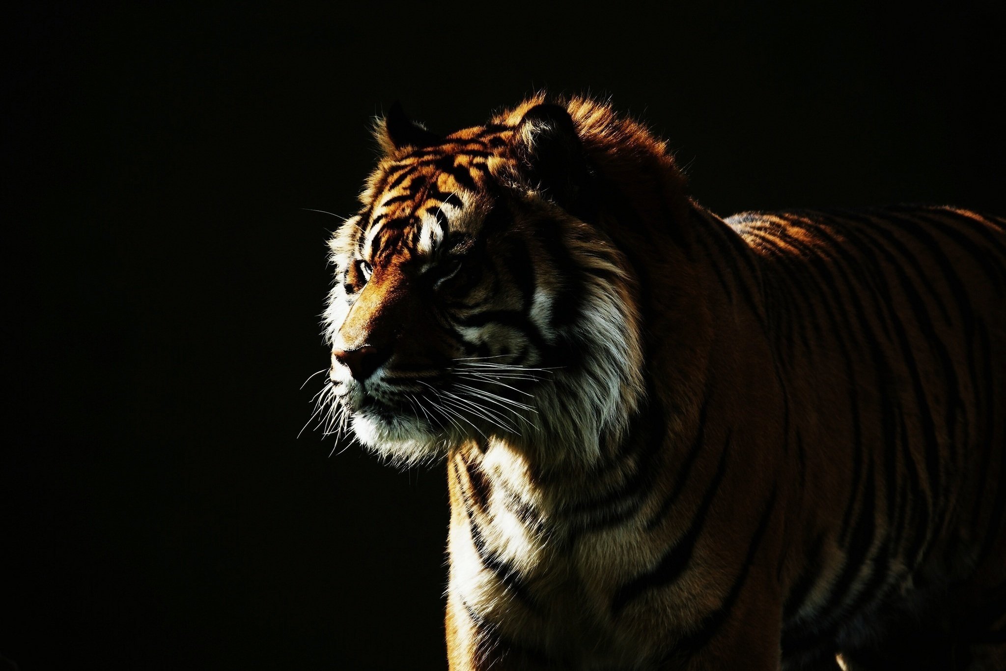 tiger, Wild, Cat, Face, Light Wallpaper