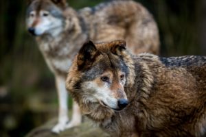 wolves, Predators, Wildlife, Wolf