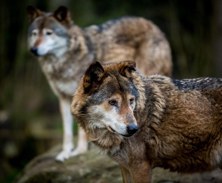 wolves, Predators, Wildlife, Wolf HD Wallpaper Desktop Background
