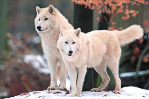 wolves, Arctic, Wolf