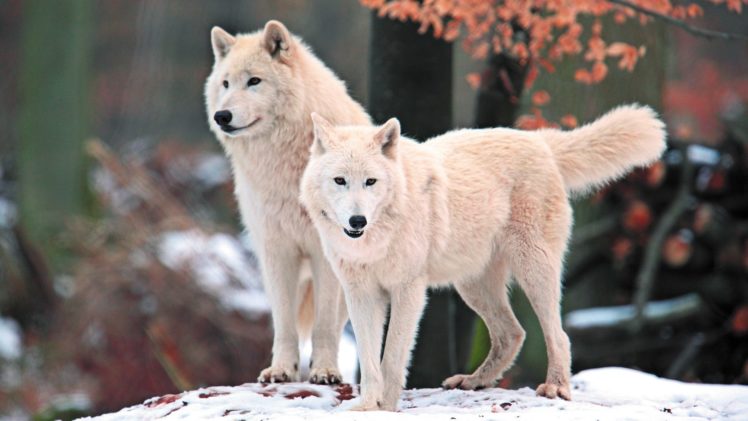 wolves, Arctic, Wolf HD Wallpaper Desktop Background
