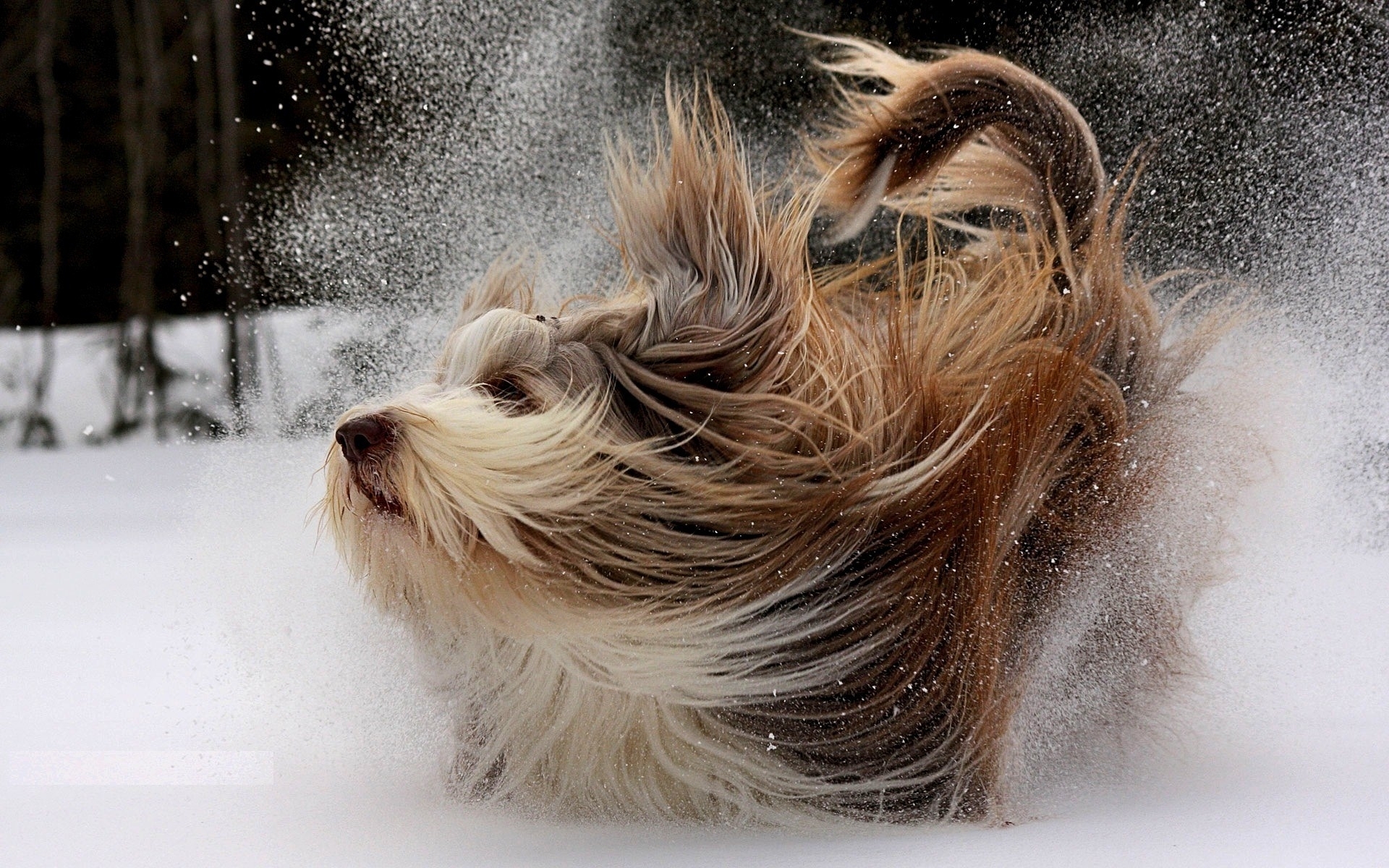 drops, Flakes, Winter, Snow, Animals, Dogs, Canine Wallpaper