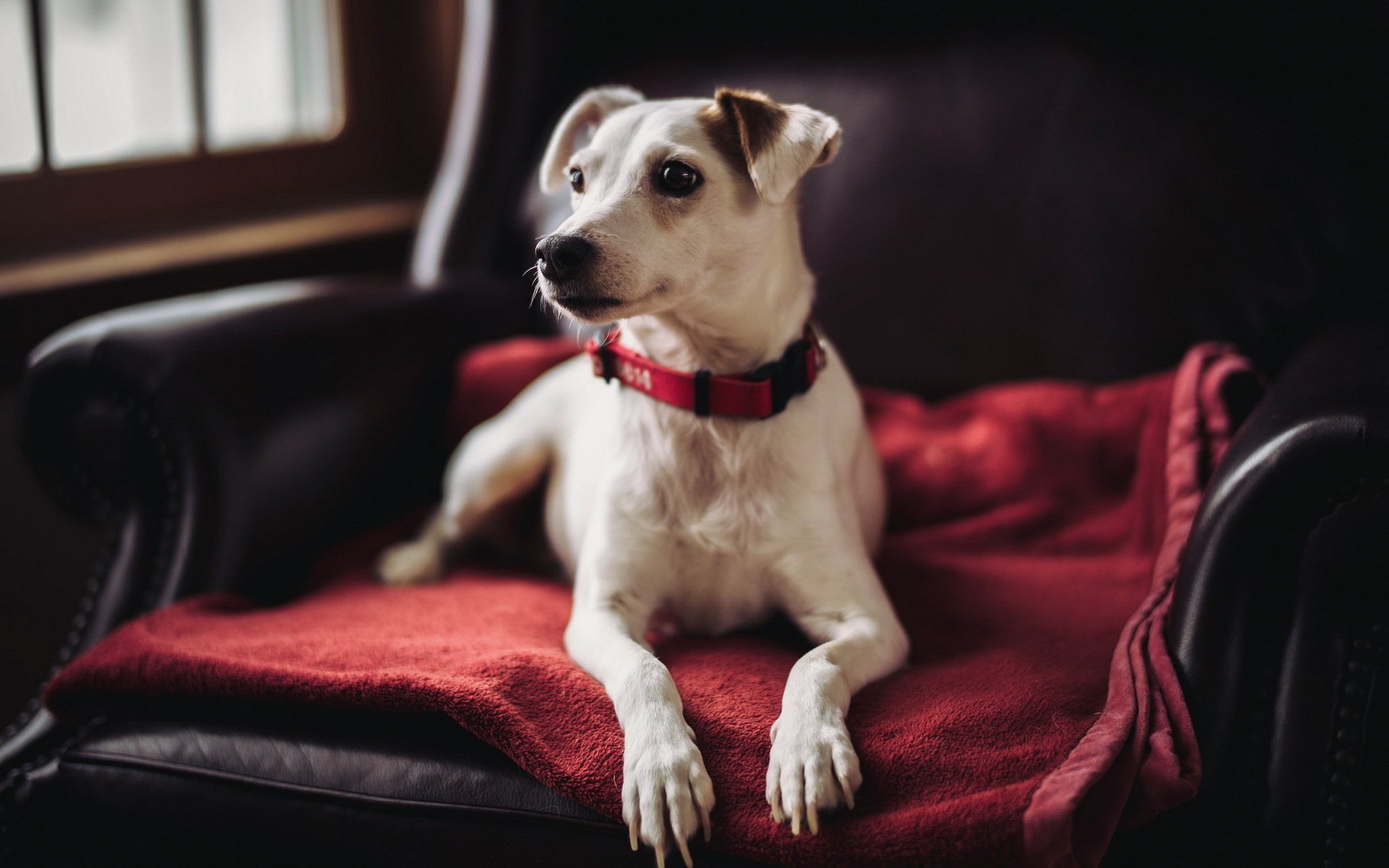 dog Wallpaper