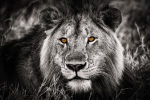 lion, Selective, Predator, Cat, Eyes