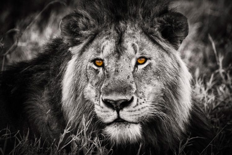 lion, Selective, Predator, Cat, Eyes HD Wallpaper Desktop Background