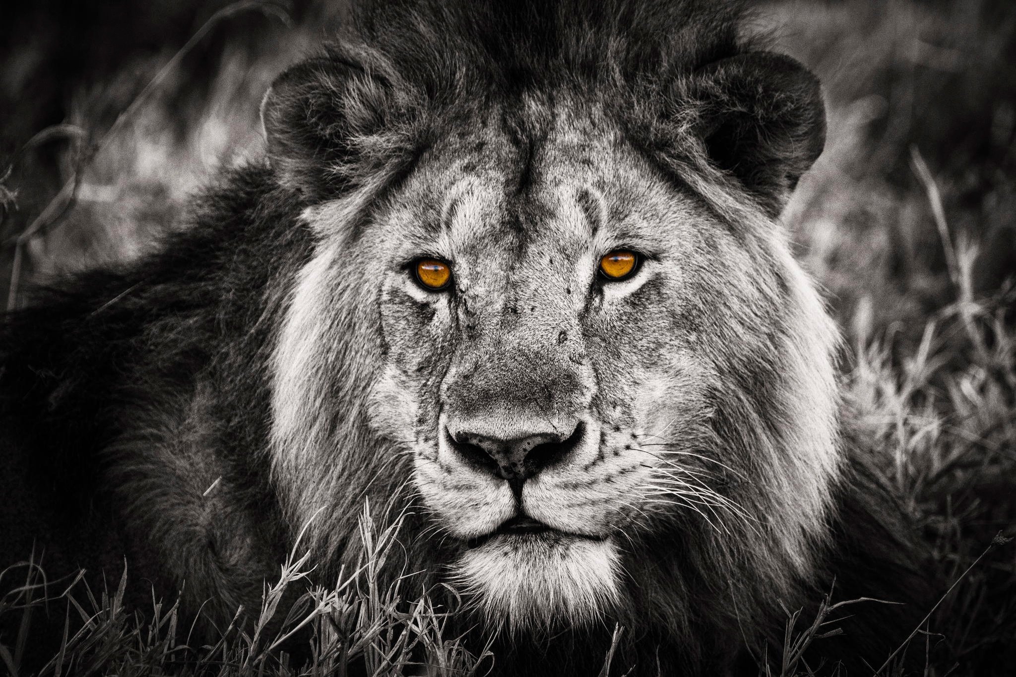 lion, Selective, Predator, Cat, Eyes Wallpaper
