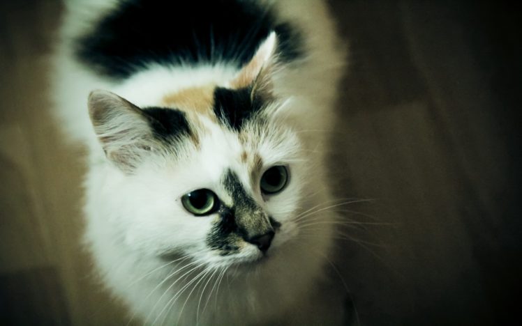cats, Cat HD Wallpaper Desktop Background