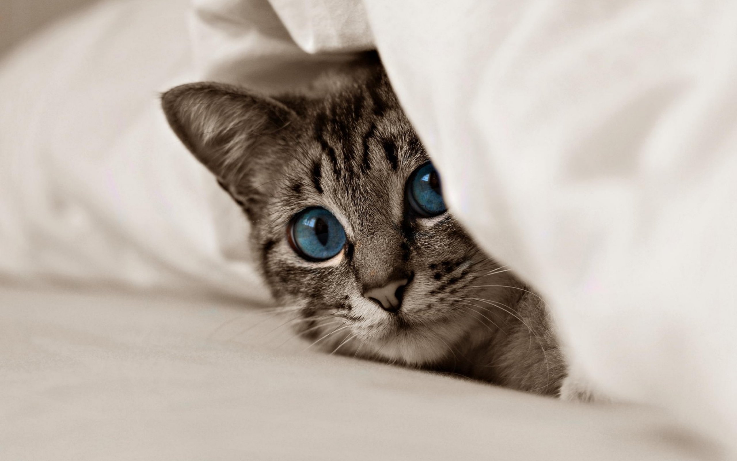 cats, Cat Wallpaper