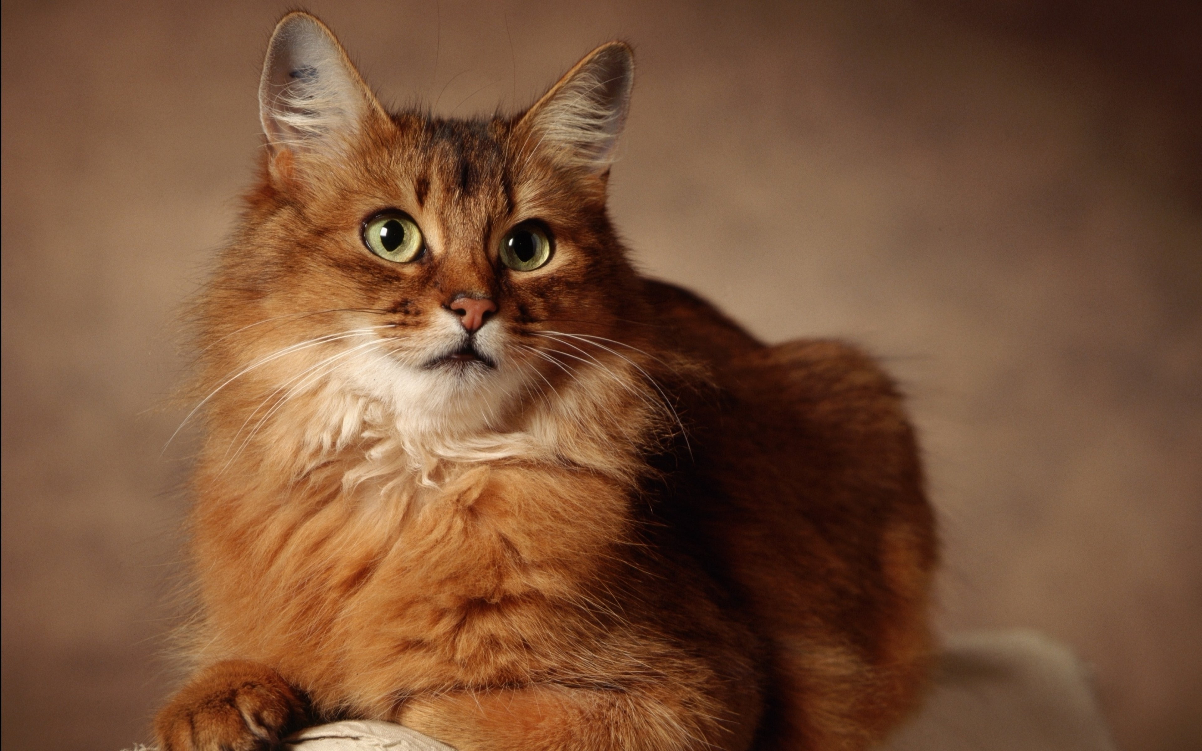 cats, Cat Wallpaper