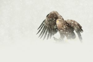 bird, Predator, The, Eagle, White tailed, Mining, Snow, Winter