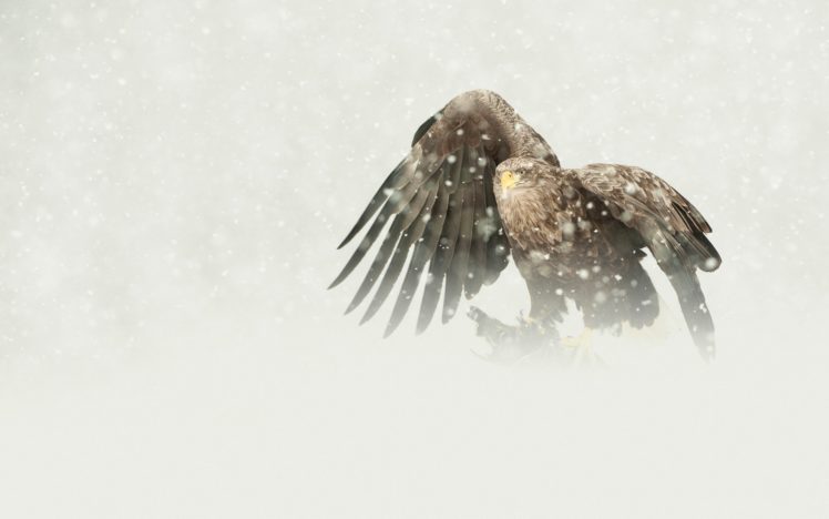 bird, Predator, The, Eagle, White tailed, Mining, Snow, Winter HD Wallpaper Desktop Background