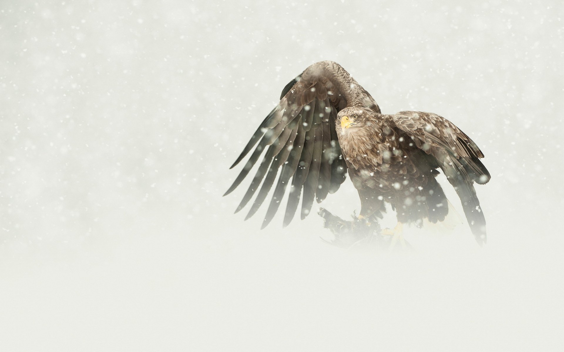 bird, Predator, The, Eagle, White tailed, Mining, Snow, Winter Wallpaper
