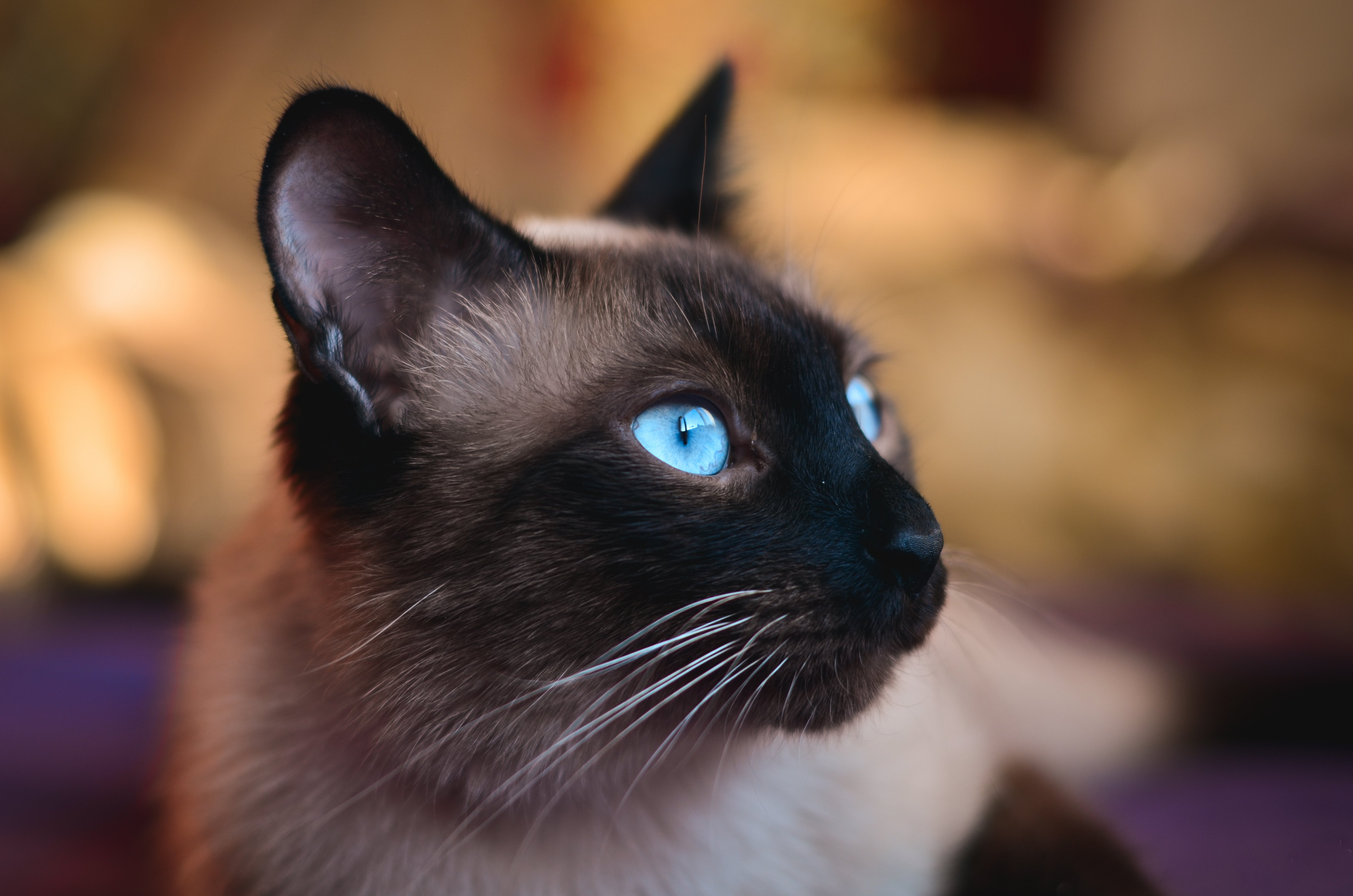 cat, Eyes, Blue Wallpaper