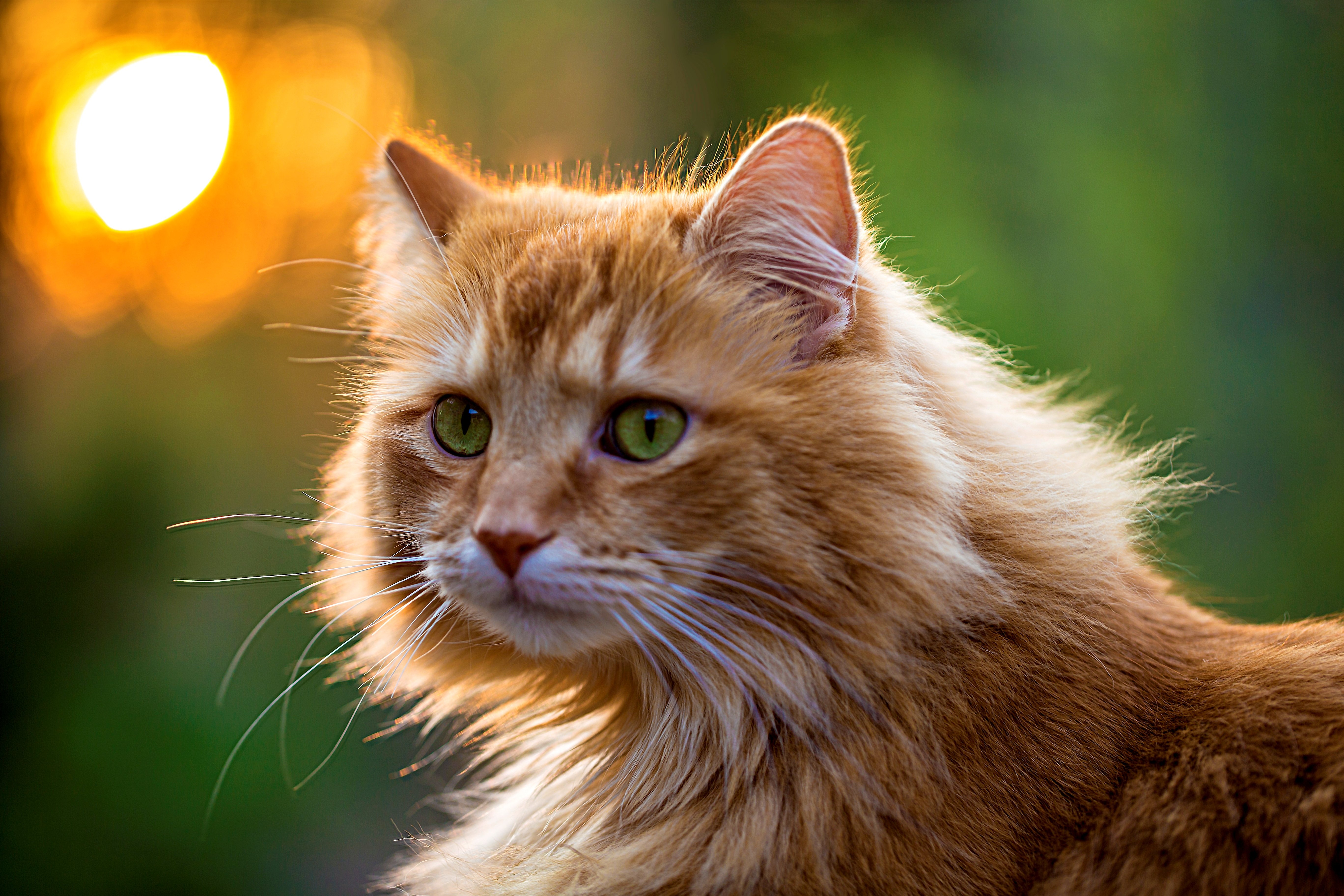 eyes, Green, Cat, Green Wallpaper