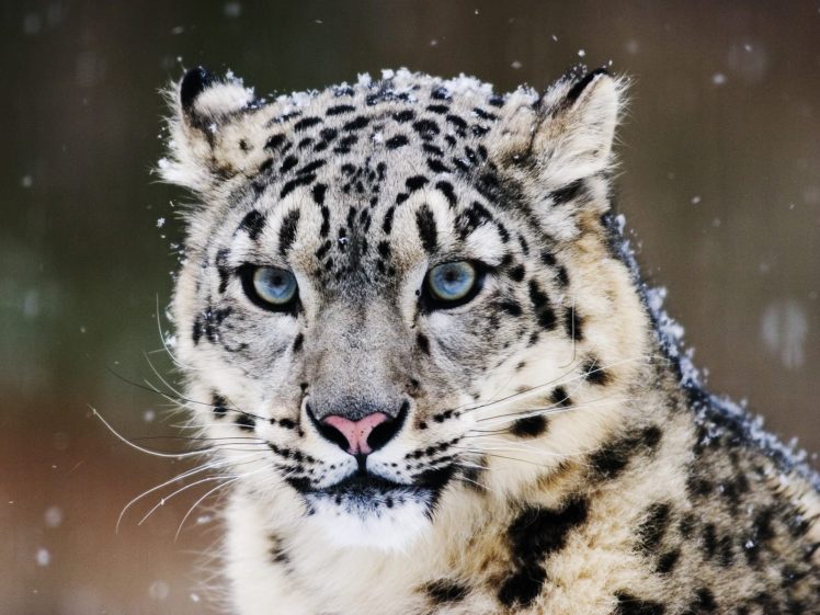 snow, Leopard HD Wallpaper Desktop Background