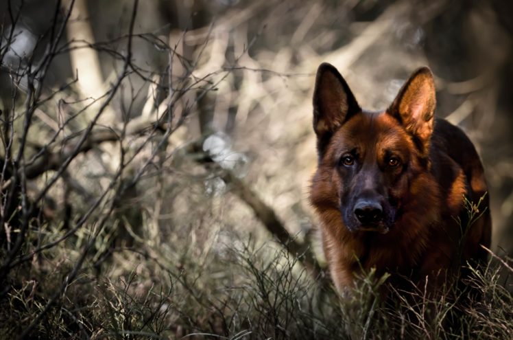 dog, Forest, German, Shepherd HD Wallpaper Desktop Background