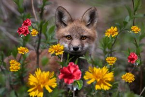flowers, Eyes, Fox