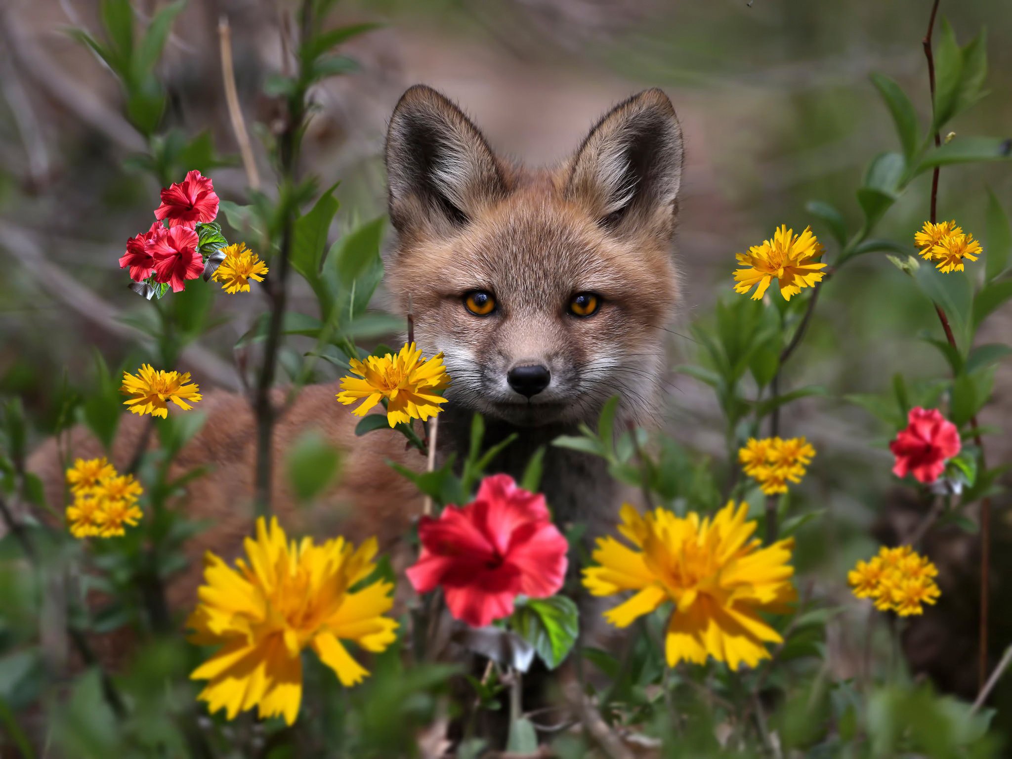 flowers, Eyes, Fox Wallpaper