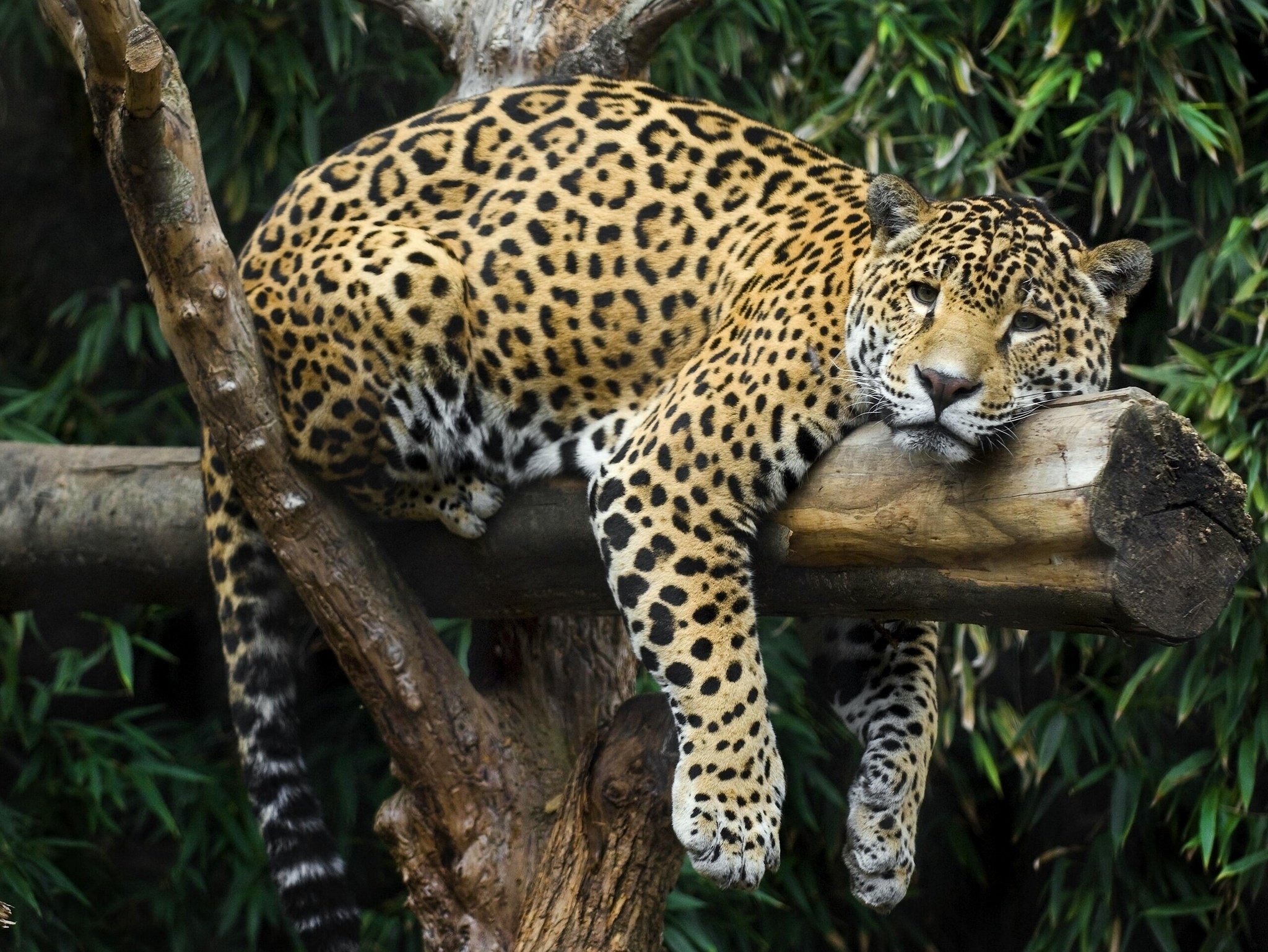 jaguar Wallpaper