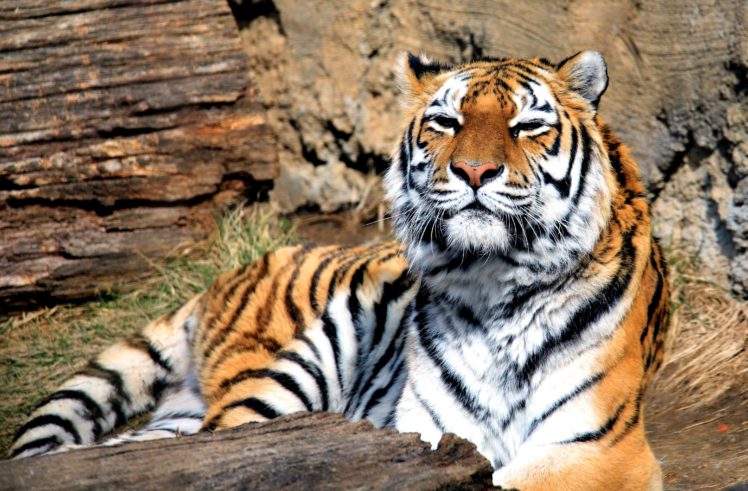 panthera, Tigris, Predator, Mammal, Big, Cat HD Wallpaper Desktop Background