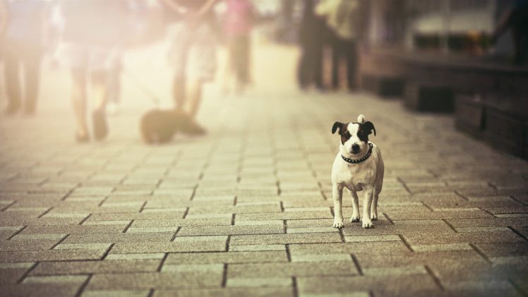dog, Puppy, Animal, Pet, Alone, Street HD Wallpaper Desktop Background