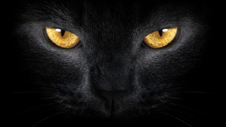 cat, Eyes, Black, Yellow, Look, Pet HD Wallpaper Desktop Background