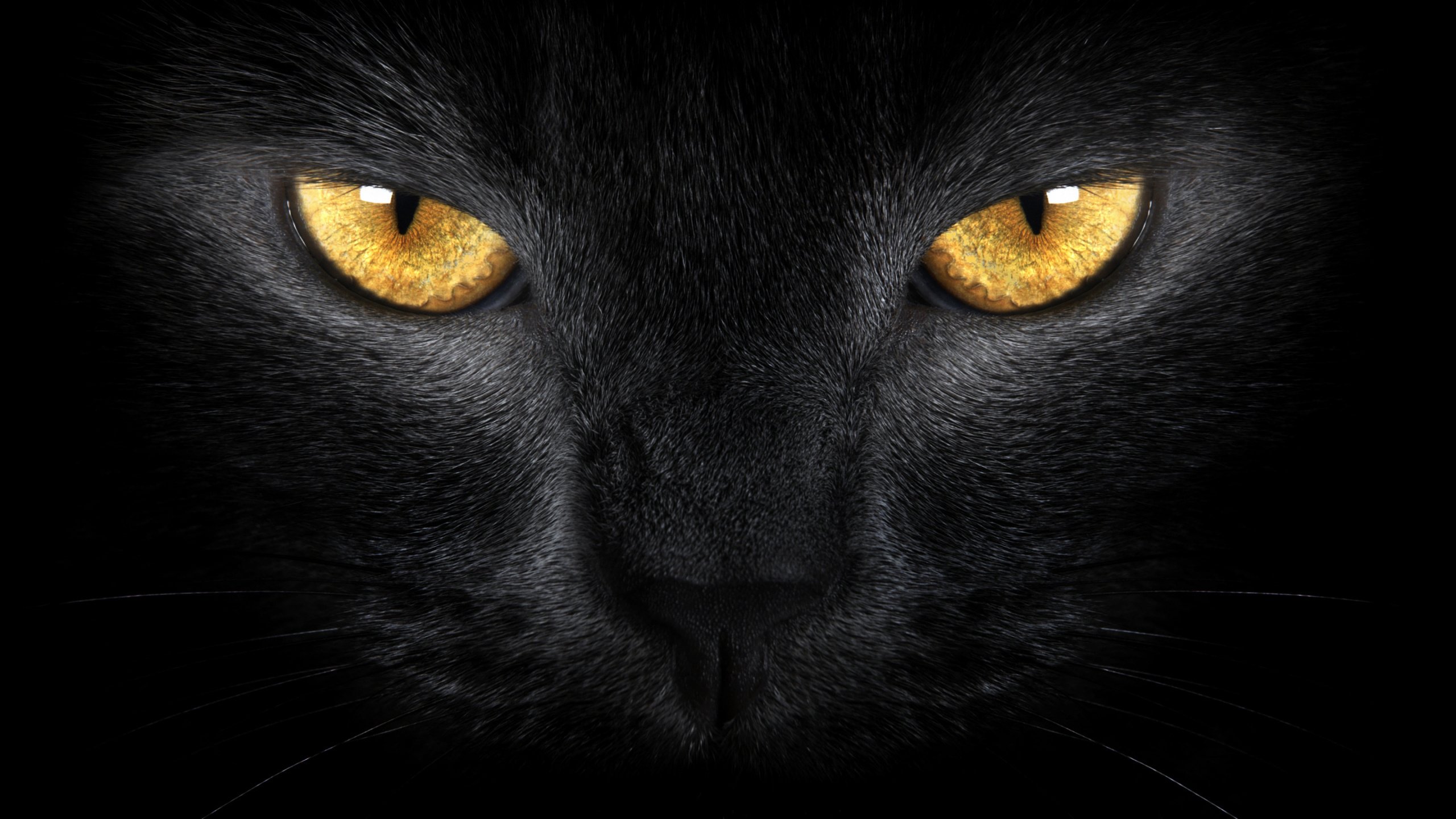 cat, Eyes, Black, Yellow, Look, Pet Wallpaper