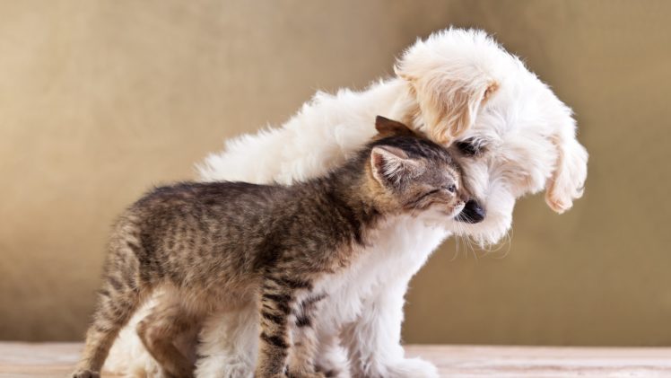 dog, Cat, Love, Pets, Animals HD Wallpaper Desktop Background