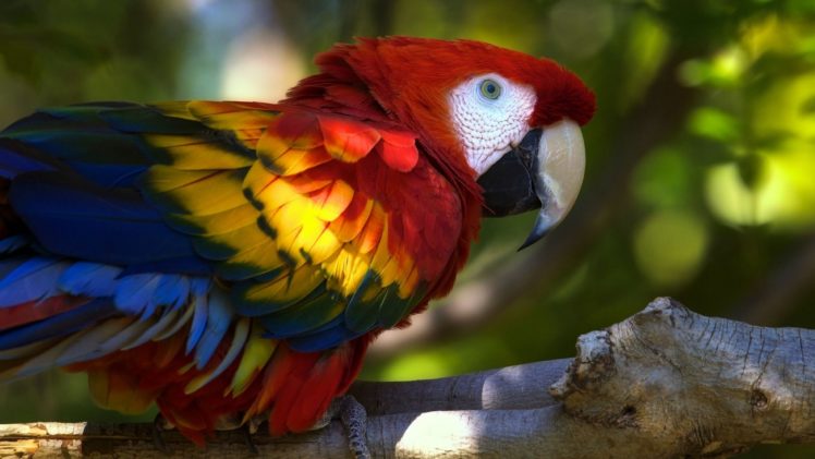 bird, Colors, Ara, Red, Yellow, Blue, Animal HD Wallpaper Desktop Background