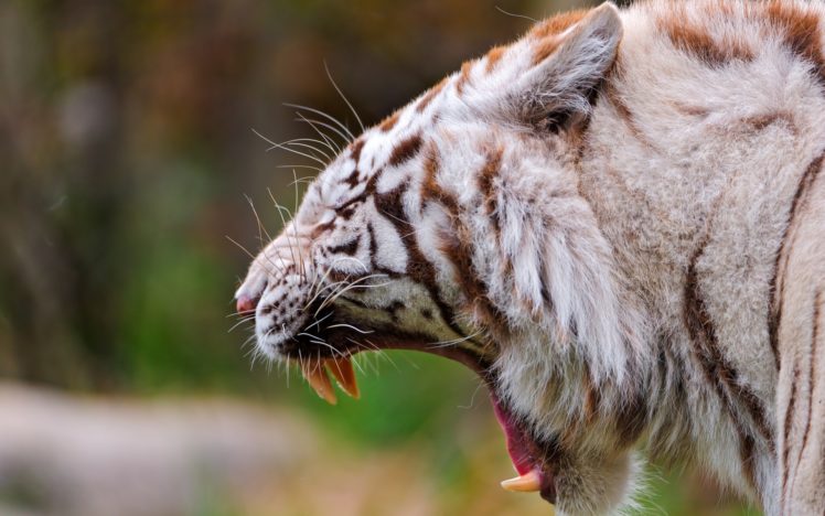tiger, Snarl, Roar, Scream, Fangs, Predator, Pattern, Stripes, Wildlife HD Wallpaper Desktop Background