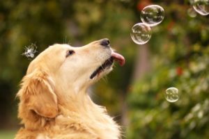 bubbles, Rainbow, Humor, Funny, Animals, Dogs, Canines