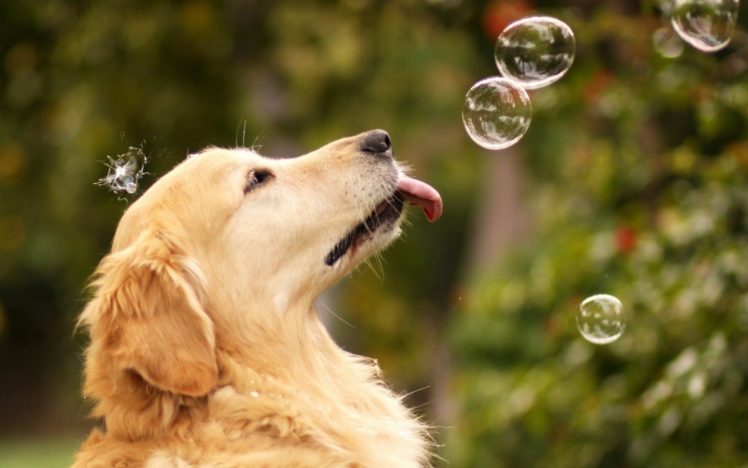 bubbles, Rainbow, Humor, Funny, Animals, Dogs, Canines HD Wallpaper Desktop Background