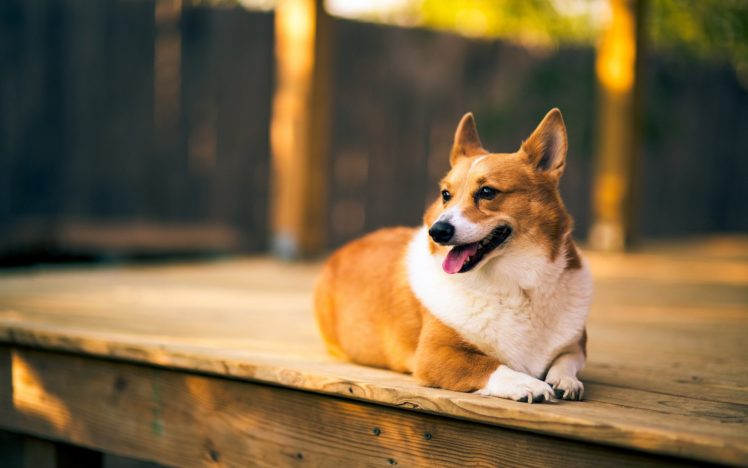 dog, Alone, Sit, Pose, Animal HD Wallpaper Desktop Background